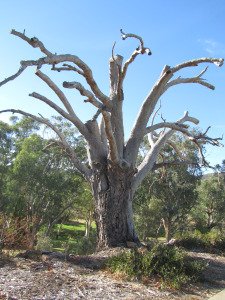 Highbury Torrens Linear Park