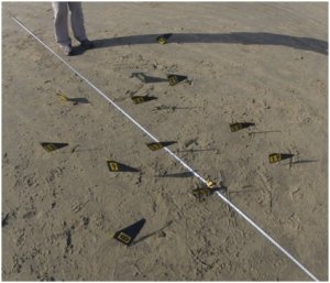 Figure 2: Metal detector hits with baseline. Photo facing NE, North Shepherd Bay (Kurt Bennett, 8 July 2013).