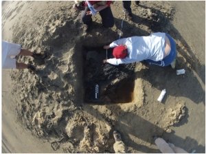 Figure 3: One metre square excavated showing ships timber, North Shepherd Bay. Timber being measured by Flinders students (Kurt Bennett, 8 July 2013).