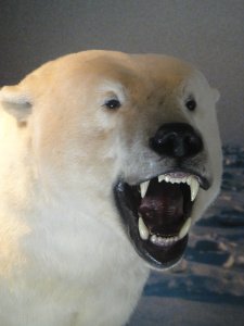 Polar bear at Anchorage airport. Photo: Celeste Jordan 2013