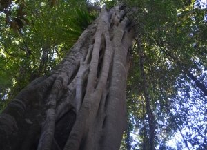 Moreton Bay Fig (Photography Kate Greenwood