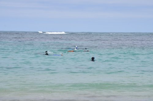 Figure 4. Swim line search for ship timbers. Courtesy of Anthony Virag.