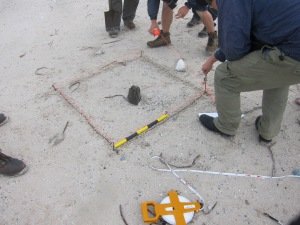 Figure 7. 1 metre by 1 metre test square set out around timber post. Courtesy of Guy Williams.